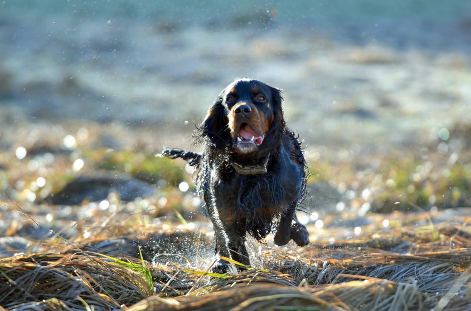 Tassar A dog is as good as his feet lyder ett gammalt engelskt ordspråk.