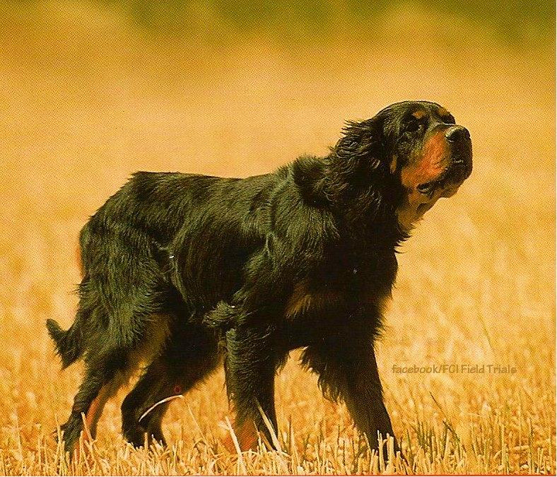 Helhetsintryck Gordonsettern skall vara en kraftfull men ändå elegant hund byggd för galopp.