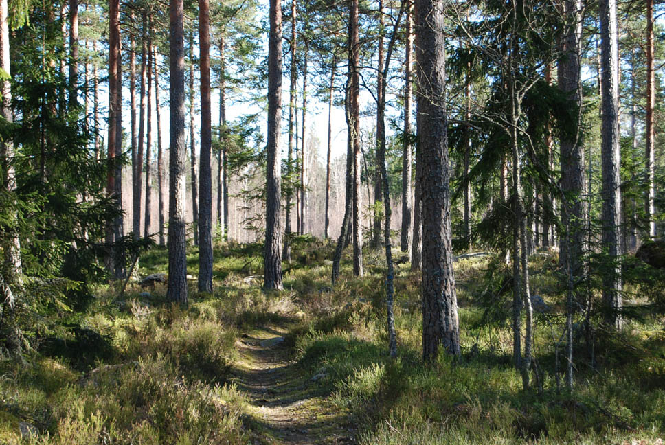 Nybro Balebo 1:9 Skogsgård om 91 ha Skogsfastighet i tre skiften strax norr om Bäckebo.