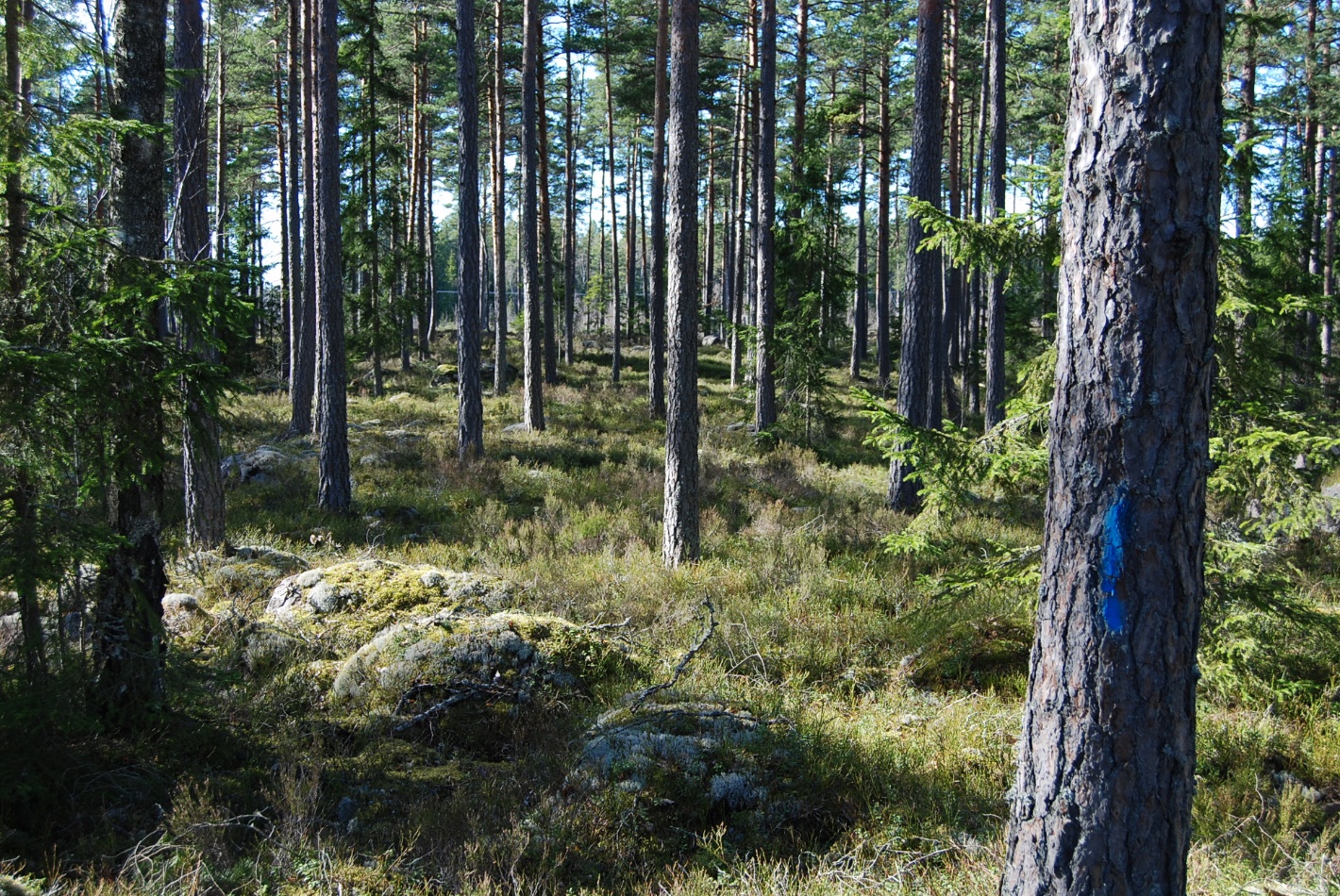 Nybro Balebo 1:9 Om Skog & Lantbruk Skog & Lantbruk är ett rådgivningsföretag som