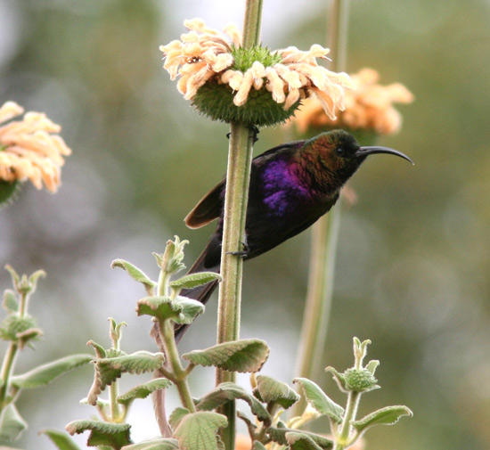 Fredag 4/7 Äntligen var det dags att besöka Ngorongoro Crater. Vi for iväg vid 06.30-tiden och befann oss uppe vid den molnfria kraterranden vid 08.30. Självklart en mäktig upplevelse!