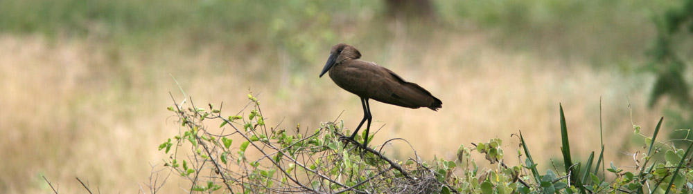 Måndag 16/6 Idag började vår långa rundresa i norra och centrala Tanzania.