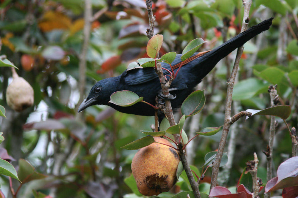 Red-winged Starling vid Muller s Mountain Lodge, West Usambaras. Tanzania i juni/juli.