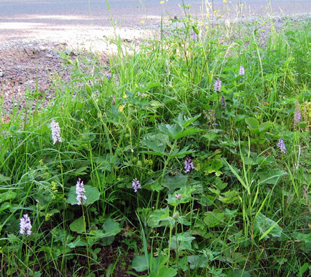 Att få den nya vägkanten att blomma Det finns goda skäl för Trafikverket att minska sprutsådden av gräsfrön, både av ekonomiska och ekologiska skäl.