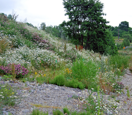 Så här blomrik kan en vägslänt bli om den lämnas obehandlad.