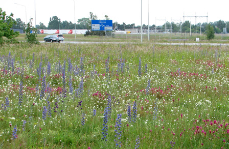 pollen och pengar sparas eftersom ytorna nu slås en gång om året istället för att