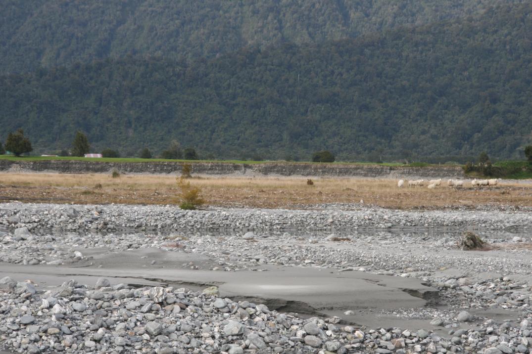 Förutsättningar för jökellopp vid Fox Glacier, Nya Zeeland. Figur 13. Erosion av södra sidan av Fox River längre nedströms från svängen. Foto: Hamré Figur 14.