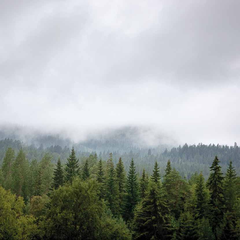 Skog och skatter En