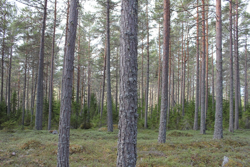 Det finns även ladugård och maskinhall på fastigheten. Fastigheten har god tillgänglighet genom allmän väg samt skogsbilvägsnät. Fastigheten är belägen i Sollefteå kommun, Boteå församling.