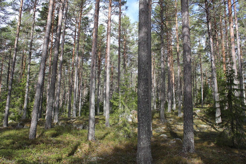 SOLLEFTEÅ SUNNERSTA 1:15 Skogsvård forts... Det finns behov av lövröjning av 18,5 ha på fastigheten enligt skogsbruksplanen.