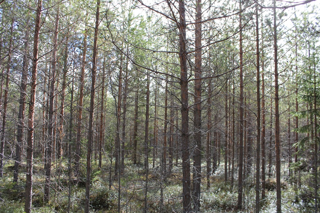 På brukningsenheter över 100 ha produktiv skogsmark får föryngringsavverkning inte ske i sådan utsträckning att mer än hälften av brukningsenhetens produktiva skogsmarksareal kommer att bestå av