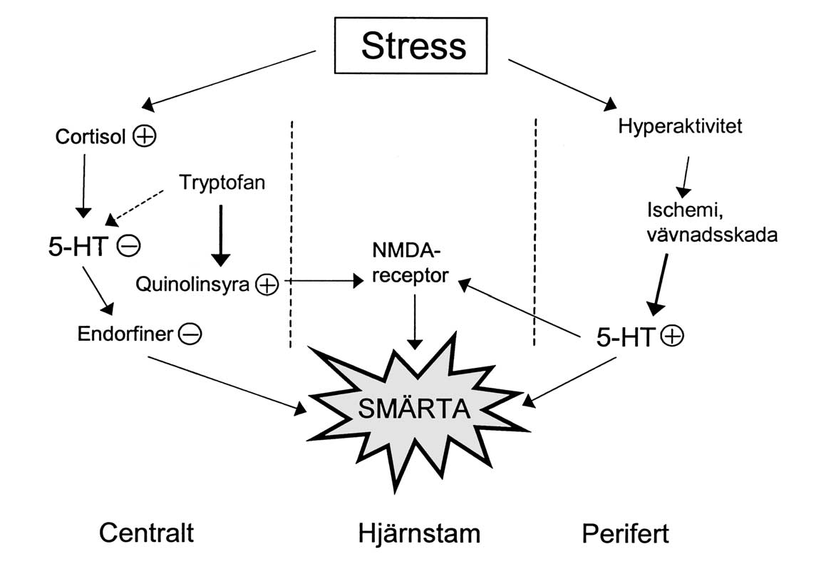 Figur 1. Samband mellan stress, serotonin (5-HT) och kronisk käkmuskelsmärta. NMDA = N-metyl-D-aspartat.