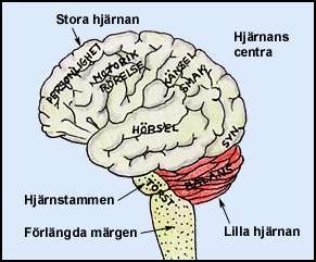 Hjärnan Hjärnan består av hjärnstammen, lillhjärnan och storhjärnan. I hjärnstammen kontrolleras mycket av det vi inte själva kan påverka som hunger, törst, sömn och vakenhet.