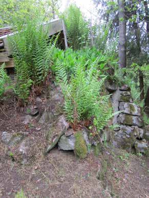 Finns det stora träd i närheten som inte går att ta bort är den viktigaste åtgärden att hålla borta vatten från jordkällaren, eftersom rötter söker sig till vatten och fukt.