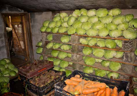 Det var inte alls ovanligt att man hade många olika sorters potatisorter så det kunde finnas flera bingar.