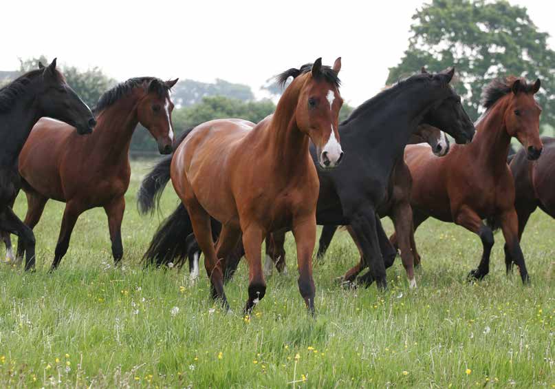 Hästens välbefinnande vårt ansvar Vår huvudsakliga uppgift är att erbjuda utbildning i hästhållning och ridning byggd på en klassisk grund.