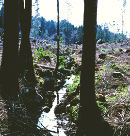 Den totala öringtätheten skilde ej, men tätheten av årsungar (öring 0+) var signifikant lägre i skogsbruksvattnen.