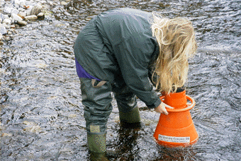 naturgruset, främst sand men även organiskt finsediment, filtrerades i ett melittafilter, vilka torkades före vägning. I ett antal behållare hade svamp utvecklats och dödat merparten av romkornen.