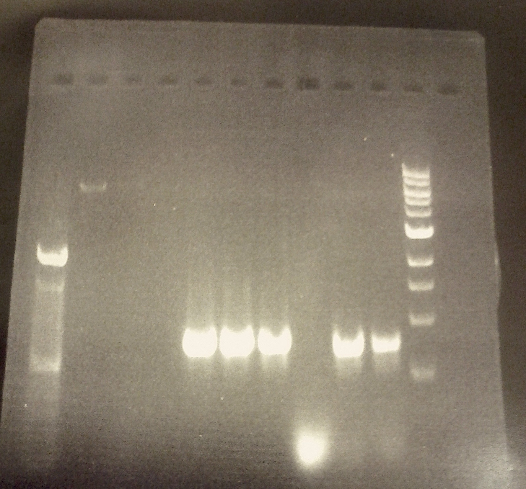 Resultat Figur (b) visar agarose-gelen där PCR-produkten av pet21d och phw187 körts. I första brunnen, till vänster, har vi en 100bp-stege och längst till höger en 1kb-stege.