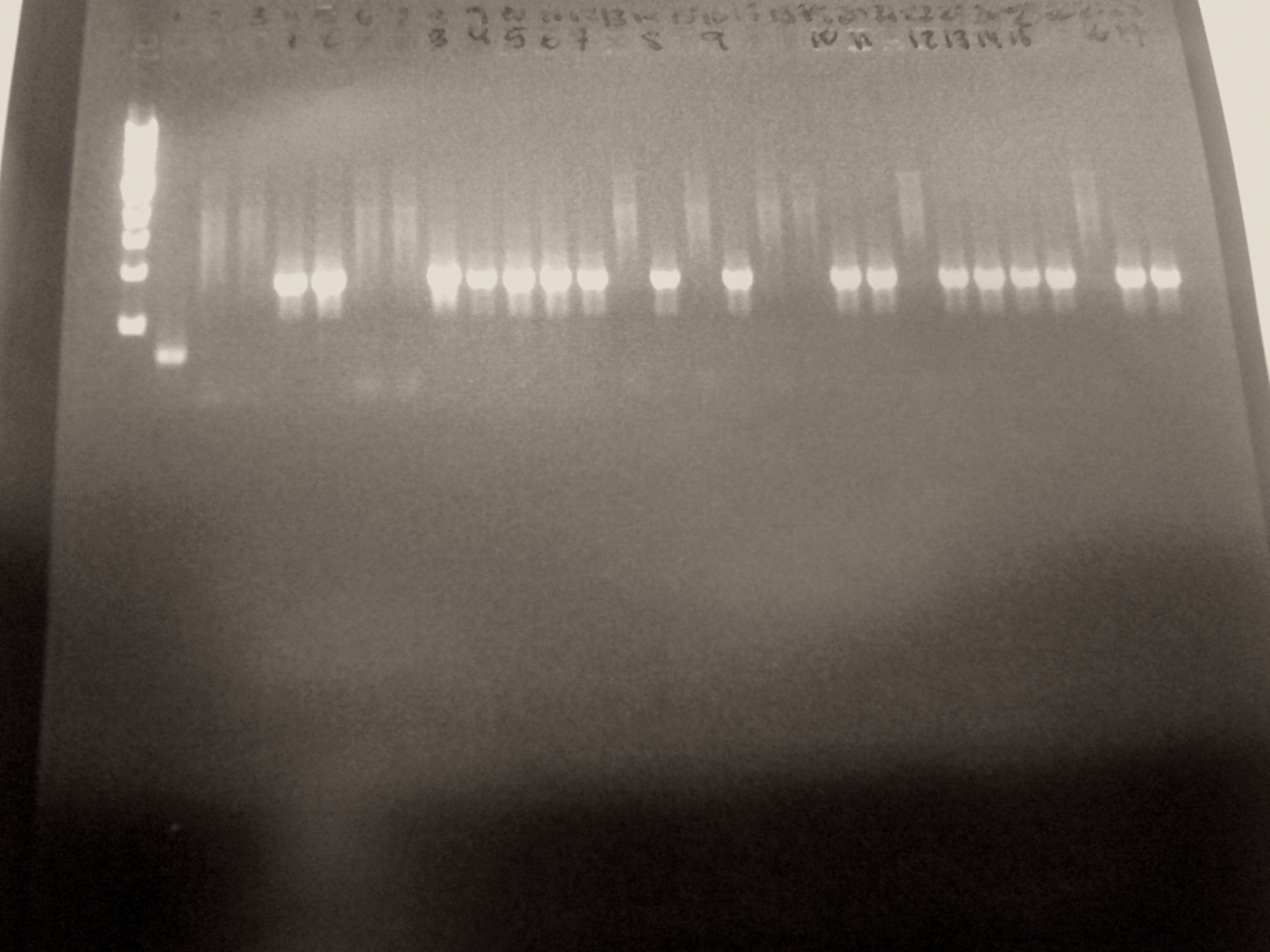 Det som eftersöks är M1-genen i 27 kolonier som hade tagits från tre plattor. De 18 första brunnarna, efter 1kb-stegen, var kolonier med enbart M1 och de sista nio var M1-genen som hade his-tag.
