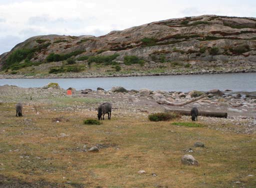 Figur 3. Tjurpannan i Tanums kommun har ett högt betestryck av får. Tidigare fanns det en stabil population med ostronört, men idag finns det bara en ensam individ kvar. Foto: Mattias Lindholm.