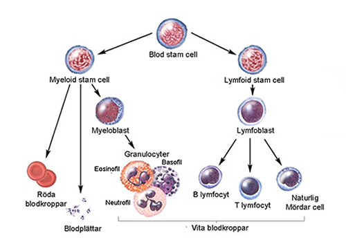 Den lymfoida stamcellen utvecklas först till en lymfoblast som sedan utvecklas till en av tre typer av lymfocyter som också är vita blodkroppar.