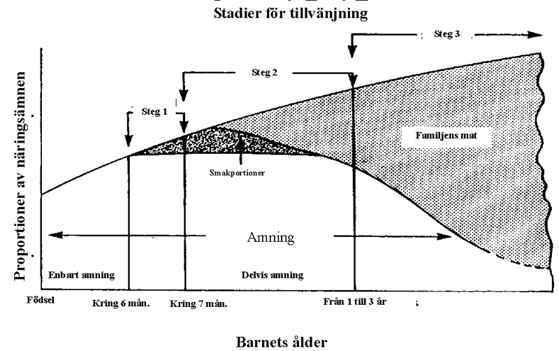 Här ser man hur bröstmjölken börjar utökas med smakprov/smakportioner vid 6 månader. Amningen minskas inte, utan man kompletterar bara med annan mat.