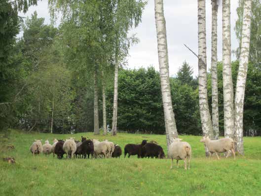 Foto: Karl-Ivar Kumm Om utvecklingen istället skulle gå mot en global optimering skulle följden kunna bli att olika livsmedel skulle produceras i olika länder beroende på var