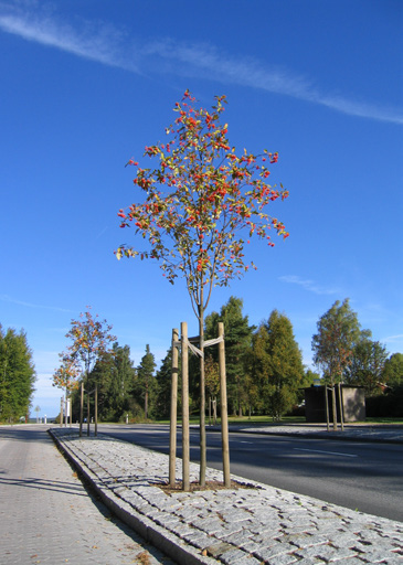 Vi kan alltså konstatera att forskning kring stadsträd har tagit och fortsätter att ta stora kliv.