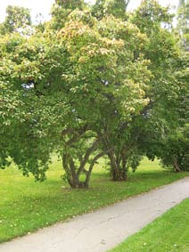 Prydnadskörsbär (Prunus subhirtella Accolade ) Trattformat växtsätt med överhängande grenar, rosa blommor på bar kvist, 3-5 m.