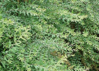 Syrénhortensia (Hydrangea paniculata Compacta ) Höstblomning med stora syrénlika vippor i vitt som övergår till rosarött, solitär, 1-1,5 m.