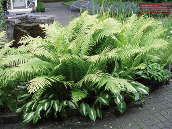 våren, 100 cm. Träjon (Dryopteris filix-mas) Den vanligaste inhemska ormbunken, vintergrön, 80 cm. Skogsaster (Aster divaricatus) Vita strålformade blommor i juli-sept, 60 cm.