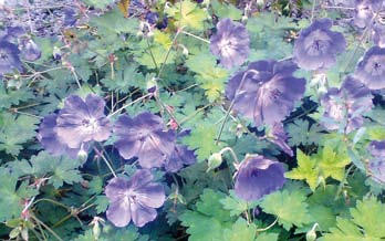 Funkia finns många sorter t ex Hosta Guacamole gul/grönbrokiga blad, lila blommor, juli-aug, 45/90 cm. H. sieboldiana Frances Williams grågrönt bladverk med gul kant, lila blommor, juli-aug, 60/80 cm.