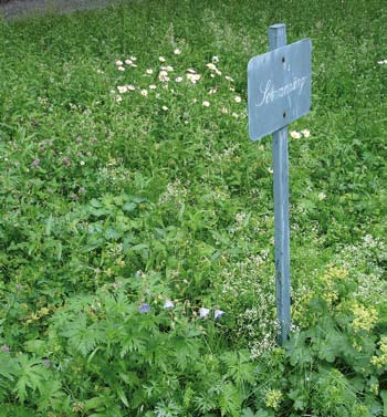 32 Stäppsalvia (Salvia nemorosa Caradonna ), mörklila blomspiror. Stor drakblomma (Nepeta sibirica), blålila blommor Höstvädd (Scabiosa caucasica) ljuslila blommor på tunna stjälkar, juli-okt, 60 cm.