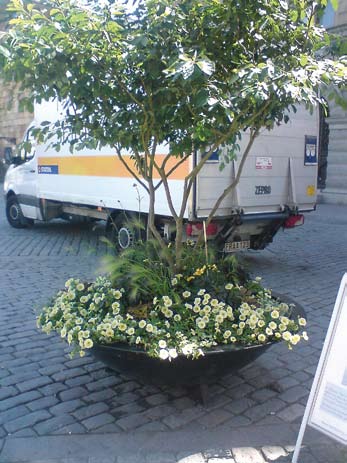 Vinterbär Skimmia japonica Liten buske med blanka, mörkgröna, vintergröna elliptiska blad. Rosaröda blommor, röda bär. 50 cm.