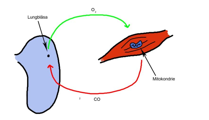 Syrets väg Syrets väg till musklerna startar i luften runtomkring oss. Vi andas in och syret åker genom lungorna och ut i blodet.