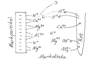 markvätskan. De näringsämnen som finns bundna till markpartiklarna utgör således växterna lättillgängliga näringsförråd. Figur 5.