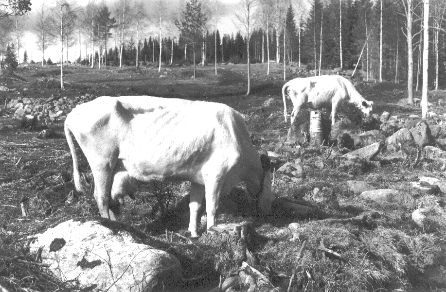 Boskapsskötsel Vid sidan av svedjebruket var boskapsskötseln den allra viktigaste försörjningsbasen i det skogsfinska hushållet.