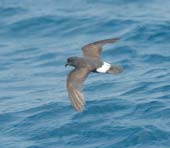 På Isle N Gor sitter man lite högre och merparten av havsfåglarna kommer normalt närmare, vilket är en fördel när det gäller de mindre arterna.