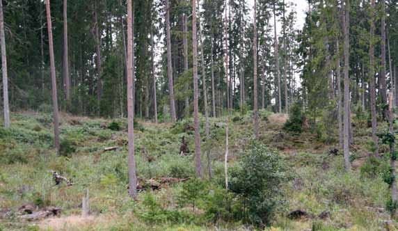 Det Sydsvenska Krysset före. Vid korsningen mellan väg 27 och E4 strax sydsydost om Värnamo förvandlas 100 ha skogsmark till modern industrimark. Foto: Peter Sylwan.