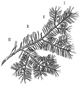 Fältblankett Forskare: Datum: Trädslag: Prov- Kronutglesträd ningsgrad* 1 Antal årgångar barr på grenarna 1. grenen 2. grenen 3. grenen 4.