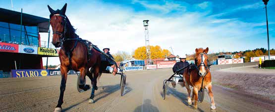 Gå en kurs på en av landets travskolor för att bli en Stjärnkusk eller bara lära dig grunderna om hästar och travsport.