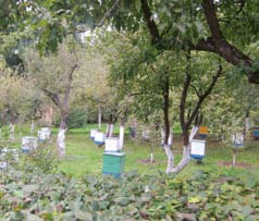 Därefter flyttades samhällena till raps som gav bina bra fart i sin vårutveckling. Man försöker slunga all honung som sorthonung för att få ut högsta möjliga pris vid försäljning.