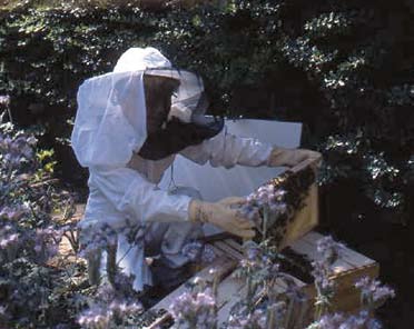 214A 215B 214 215C 214B 215A Prissänkt 214 Pollenfälla, tillverkad i plast med uppfällbar pollenkam samt ventilerad skål för pollenet undertill. Försedd med hål i taket för upphängning.