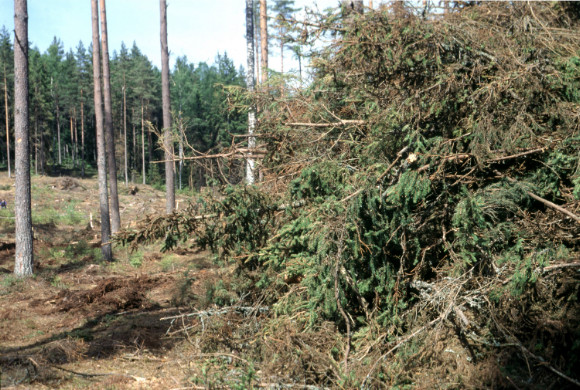 Skogsbränslen Skogen svarade år 27 för inte mindre än en sjättedel av den totala energitillförseln i landet.