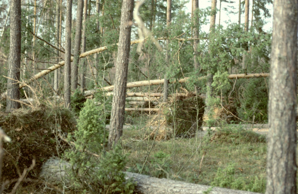 Skogen och klimatet Tillväxten ökar Det står alltmer klart att vi står inför en klimatförändring som innebär att tillväxtbetingelserna ändras för våra trädslag.