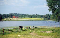 Kärnäiitti wurde sehr porös, als die Gase aus der abkühlenden Steinmasse ausbrachen und Löcher zurückließen.