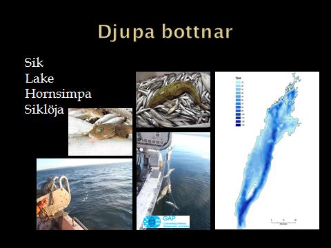 Malin Setzer, Länsstyrelsen i Jönköping FISK PÅ VÄTTERNS BOTTEN, FRÅN DJUPSIK TILL SNORGÄRS -Är fisken jämnt fördelad i Vättern?