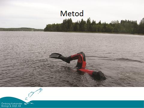 Tina Kyrkander, Kyrkander och Örnskog Biologi och Miljö AB VÄTTERNS REGNSKOG: UNDERVATTENSVEGETATION Tina Kyrkander inledde med att återge ett tillfälle ute på grundet Flisen i samband med