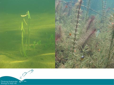 Ofta är närvaron av vattenväxter bra för skapa förutsättningar för god vattenkvalité då det binder näringsämnen, minskar uppgrumling av sediment pga fisk som rotar i botten och vågor/vind.